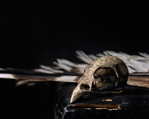Bird Skull Still Life